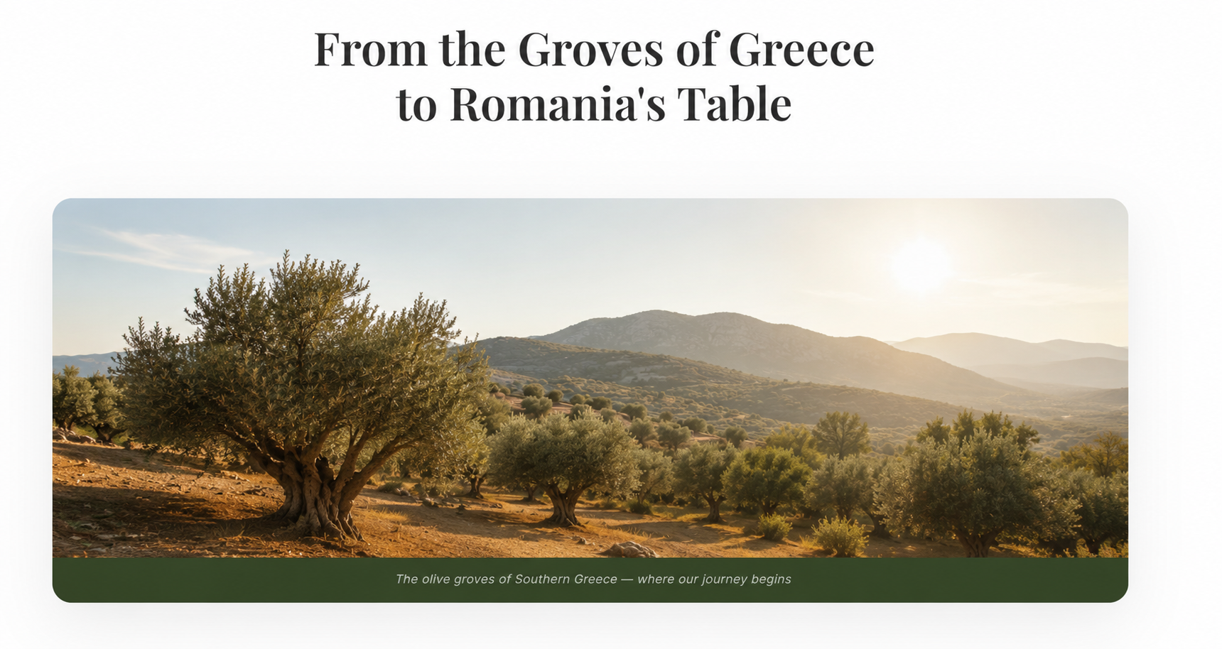 Greek olive groves — where our journey begins